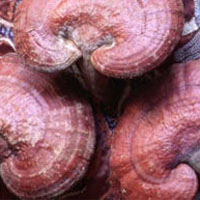Ganoderma